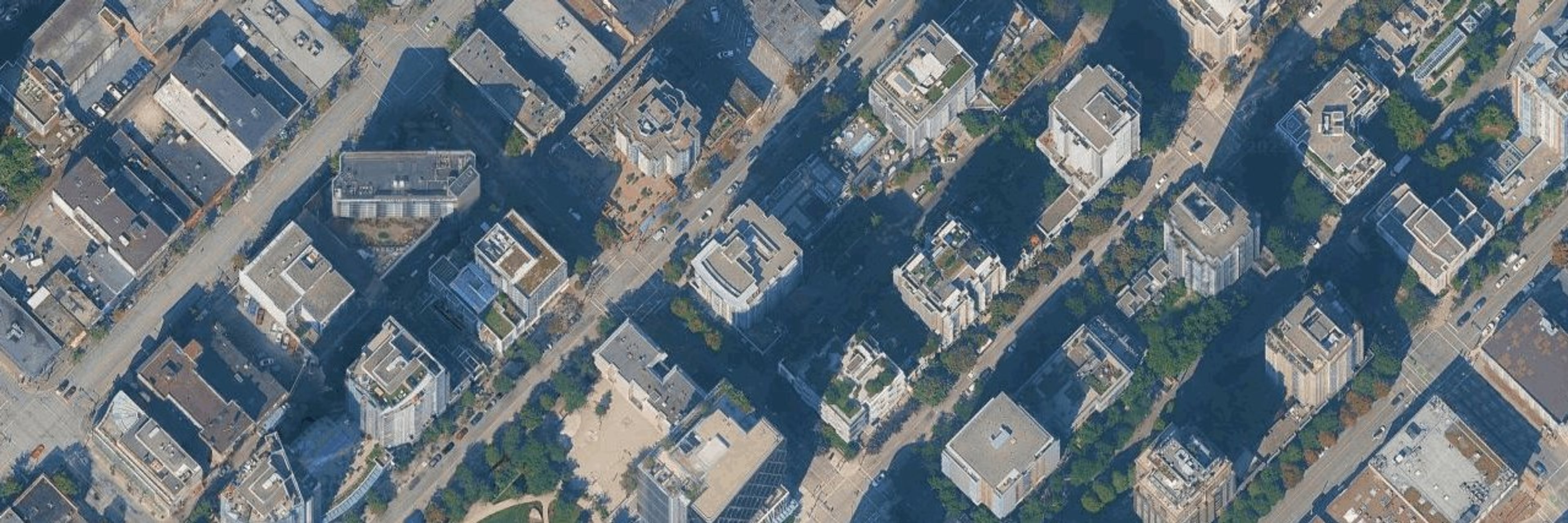 Freesia aerial view